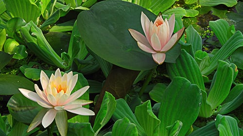 Water Lily Blooming in a Tropical Pond