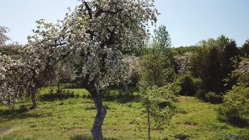 Blooming apple orchard 03