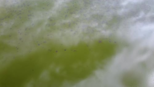 Lago coberto de vegetação. Algas e lentilha-d'água na superfície da lagoa