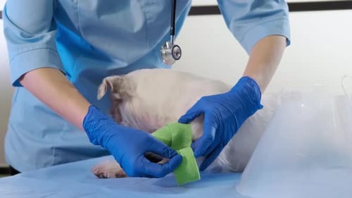 Close Up Footage of Veterinarian Wraps a Bandage Around the Damaged Paw Jack Russell in Clinic