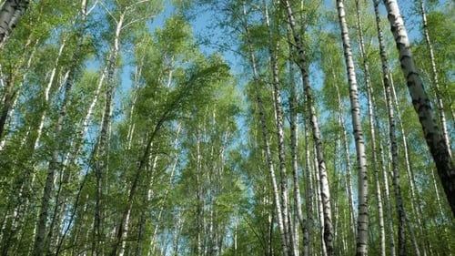 Birkenwald