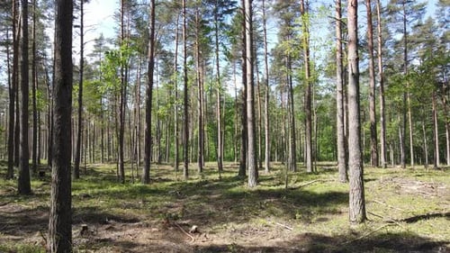Langsamer Drohnenflug durch einen sonnigen Wald im Sommer