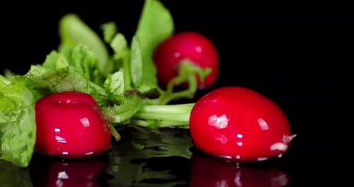 Bunch of Fresh Radishes Fall the Table with Water.