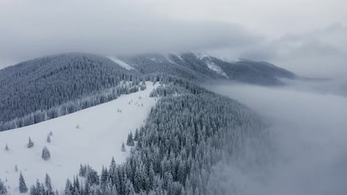 Flyover winter forest, Aerial Winter nature Mountains landscape, Flying over evergreen forest