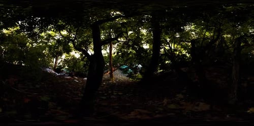 VR360 Vista del bosque selvático tropical