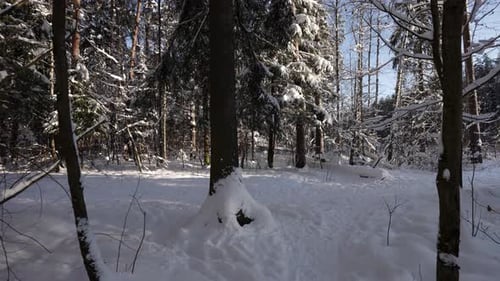 Winter Forest