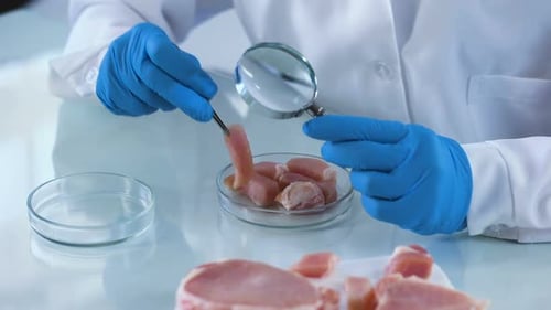 Travailleur de laboratoire analysant la loupe d'échantillon de viande, risque de germes, certification