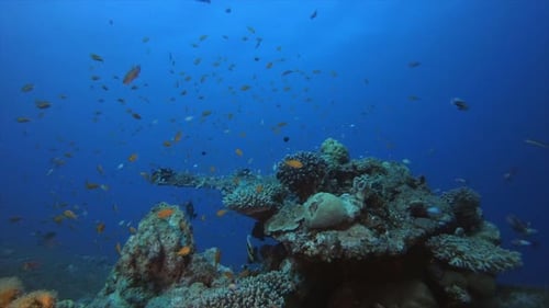 Reef Scene Corals and Fish