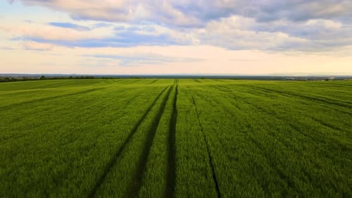 Aerial landscape view of green cultivated agricultural fields with growing crops on bright