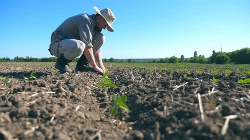 Profile of Young Male Farmer Caring About Small Green Sprouts of Sunflower at Field During Drought