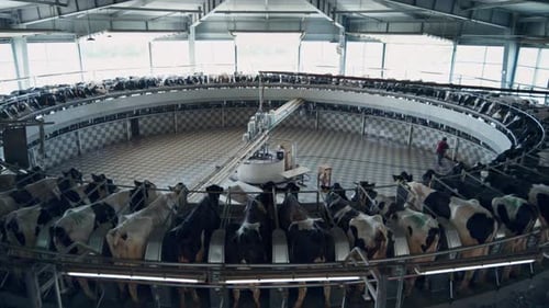 Système automatisé de traite des vaches dans une ferme technologique