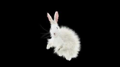 Fluffy White Rabbit Dancing Animated Loop on Black Background