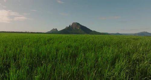 Flight Over a Field of Green Juicy Sugar Cane