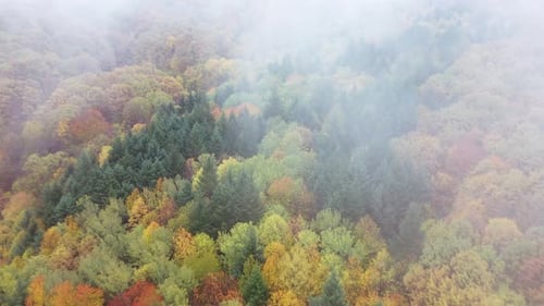 Bosque salvaje de otoño