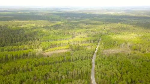 Summer Forest Road