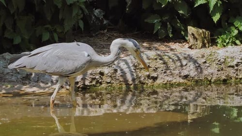 a telephoto of a great blue heron hunting fish at a lake