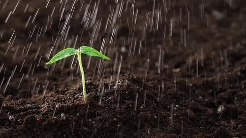 Watering Fragile Little Green Plant