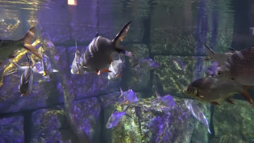 A group of fish floating in the deep at stones background