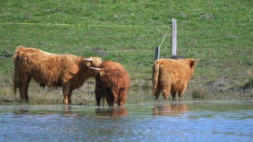 Group of highland cows grazing on shore of lake and grass field in background. Beautiful sunny day o