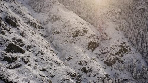 Snowy Mountain Slope with Evergreen Trees in Winter