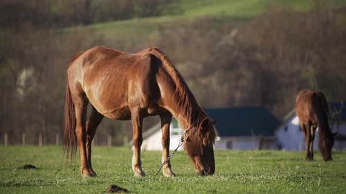 Brown Horse Grazing in Green Pasture During Daytime