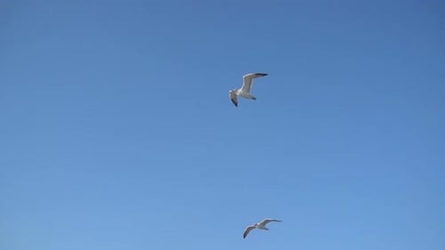 Seagulls Gracefully Flying in a Clear Blue Sky