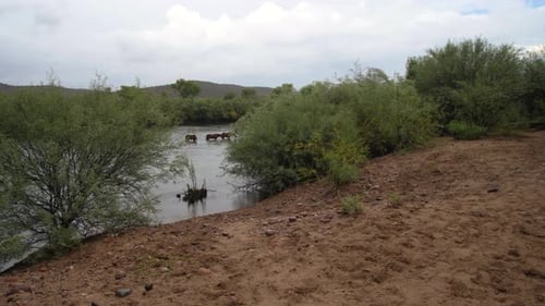 Three horses are wading through river on a stormy day in the American Southwest