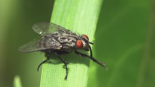 Detailed Fly Resting on a Blade of Grass