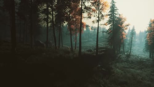 Moon Light Over the Spruce Trees of Magic Mystery Night Forest