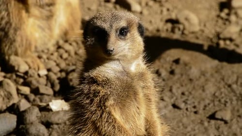 Erdmännchen Suricatas in der Wüste