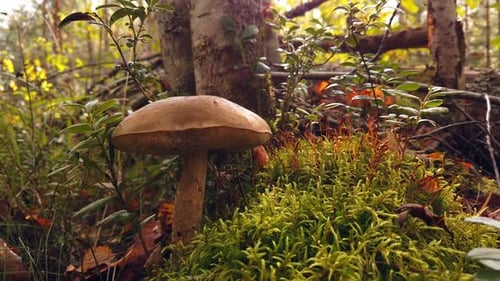 the Birch Mushroom Grows in the Forest