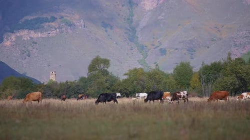 Cattle Grazing Peacefully in Rural Mountain Pasture