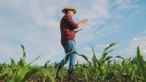 Farmer Using Tablet in Cornfield on Sunny Day