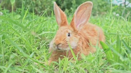 Closeup Portrait of Cute Adorable Red Fluffy Whiskered Bunny Muzzle Sitting on Green Grass Lawn in