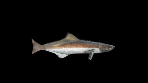 Animated Realistic Cobia Fish Swimming