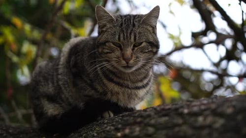 Tabby Cat Resting and Yawning on Branch