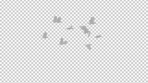 White Doves - Flock of 12 Birds - 4K Flying Cycle - Transparent Loop