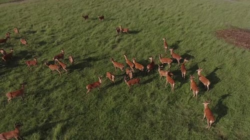 aerial deer in a heard rotating view slow motion 4k