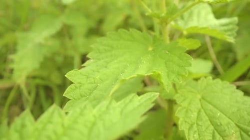 Feuilles vertes dentelées de buisson d'ortie poussant dans un grand jardin
