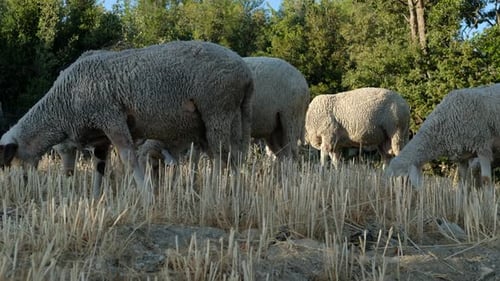 Sheep Grazing
