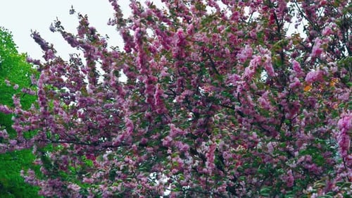 Japanese Flowering Cherry Sakura with Flowers on Beautiful