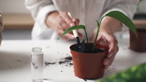 Woman Gently Gardening Indoors with Small Trowel