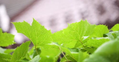 Vibrant Green Leaves with Raindrops