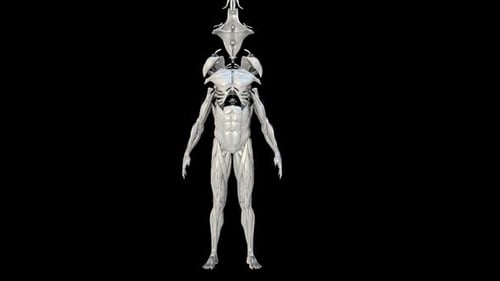 3D Human Body Anatomy Skeleton and Muscle System Assembly