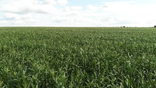 Aerial View of a Green Corn Field. The Camera Flies Forward To the Horizon Low Over the Cornfield