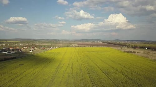 Aerial view of bright green agricultural farm field with growing rapeseed plants and distant