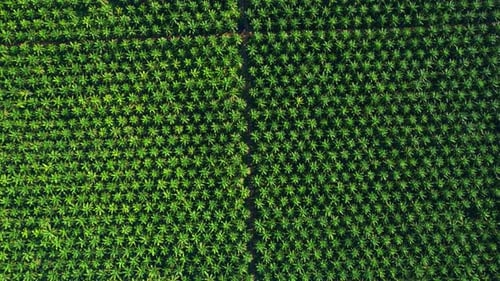 4K : Aerial view over a palm trees. palm plantation