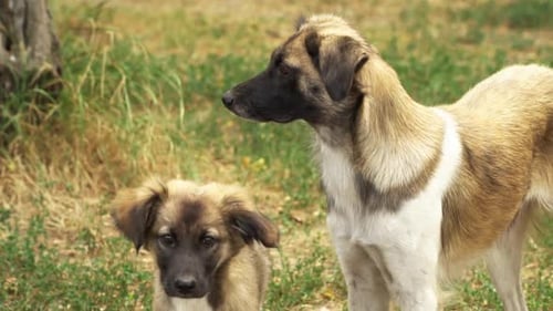 Two Stray Dogs Look Around