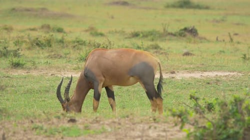 Topi antelope grazing in Masai Mara