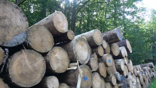 Stacked Tree Trunks in a Forest